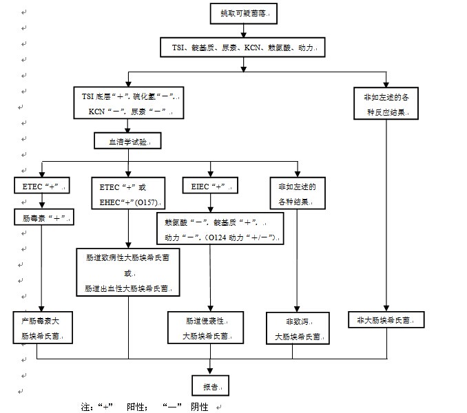 致瀉大腸埃希氏菌生化鑒定